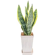 71z+cCXK8yL._AC_UL210_SR210,